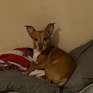 Meet your Posher, Desiree